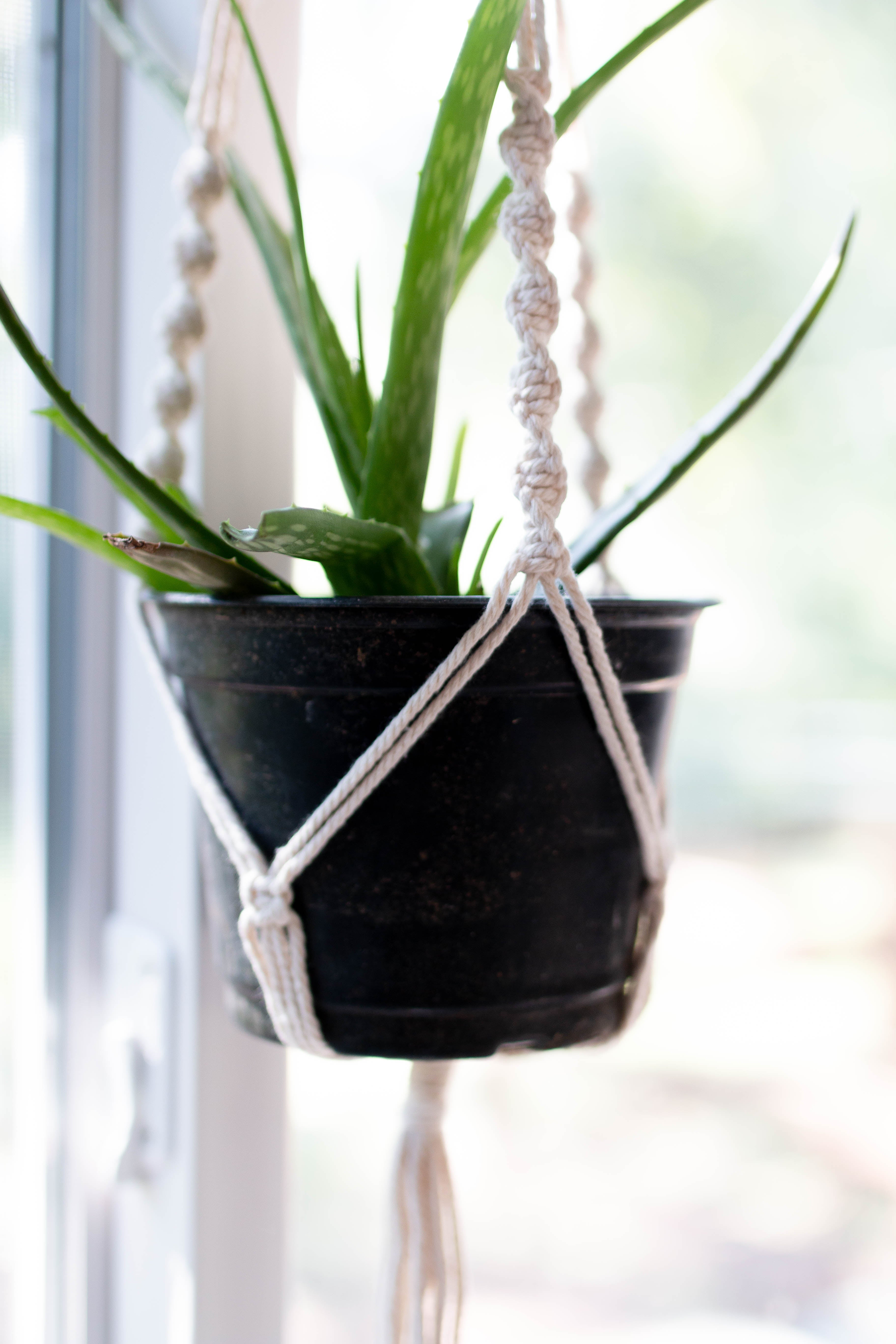 Handmade Cotton Macrame Plant Hangers Hanging From The Ceiling Stock Photo - Image Of Bushy
